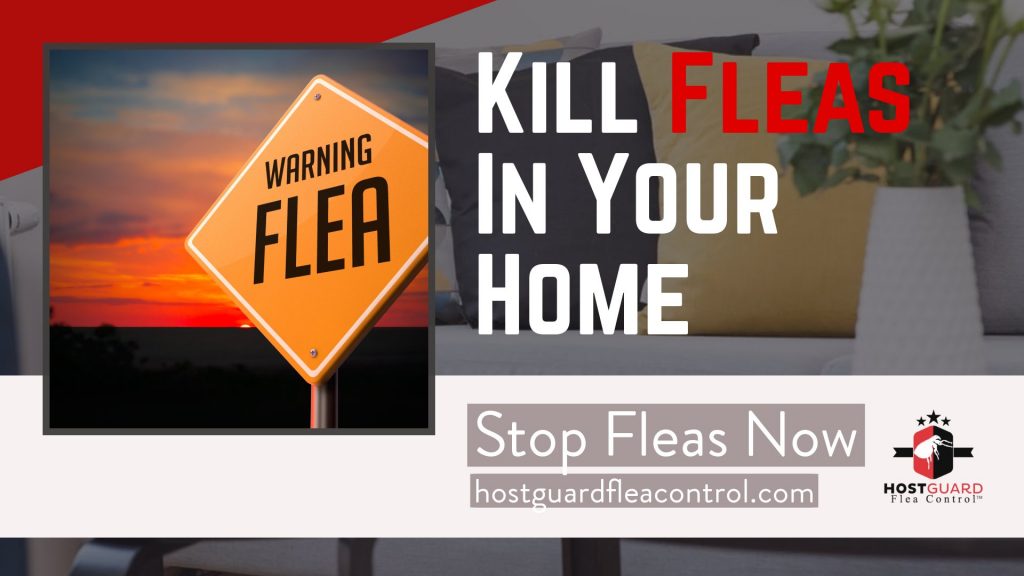 kill fleas in your home