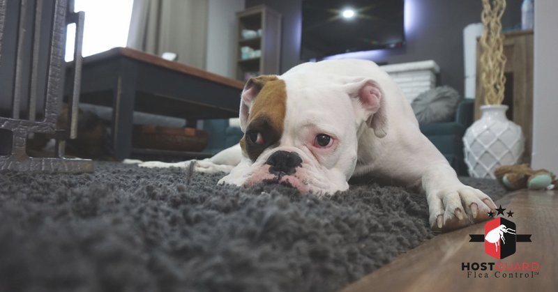 flea infestation