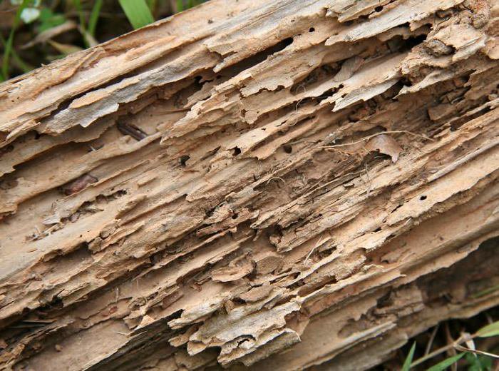 termite control