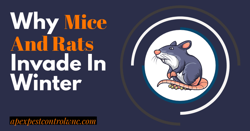 mice and rats