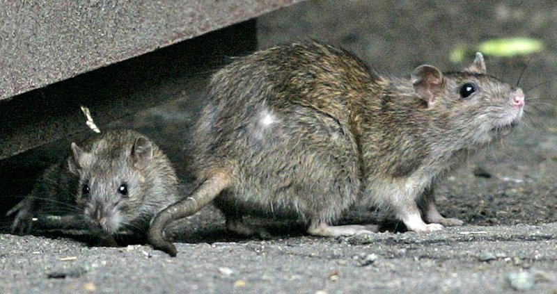 rats