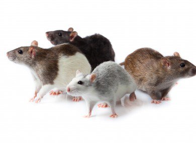 mice and rats