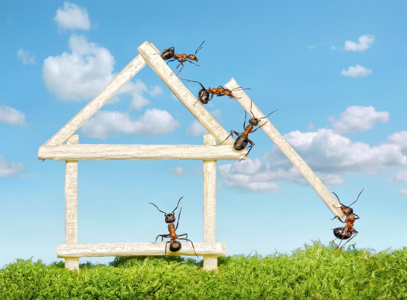 pest problems - ants