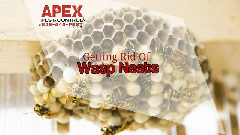 pest problems - wasps