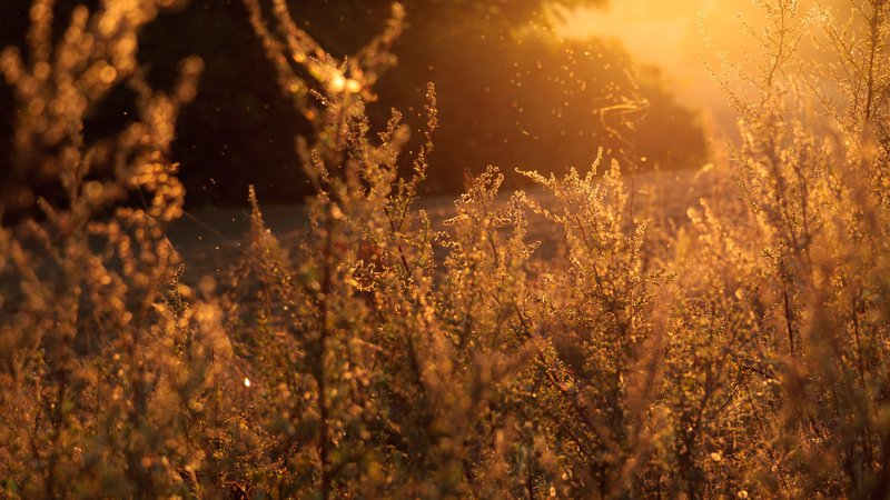Can Air Conditioning Help With Allergies