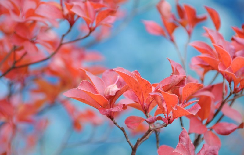 pink leafed plant