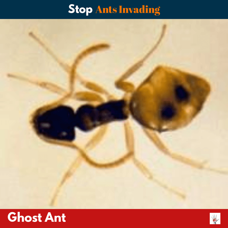 ghost Ants