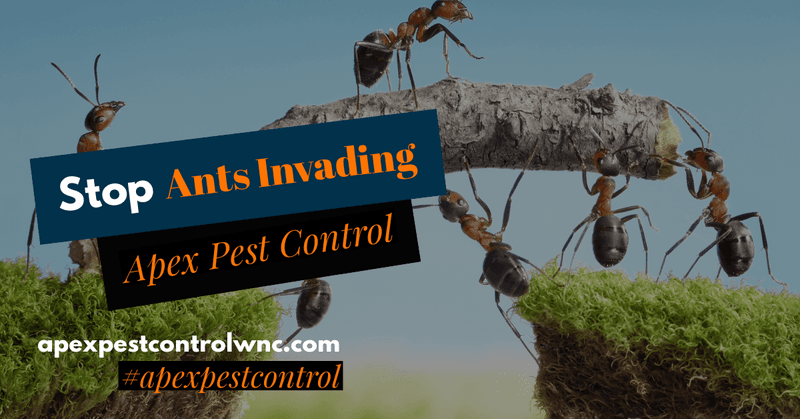 Ants That Invade In Spring
