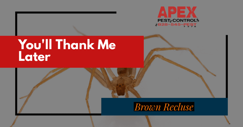 brown recluse spiders