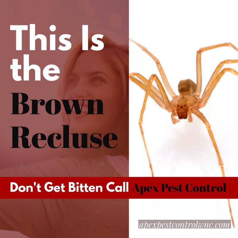 how to get rid of the brown recluse spider