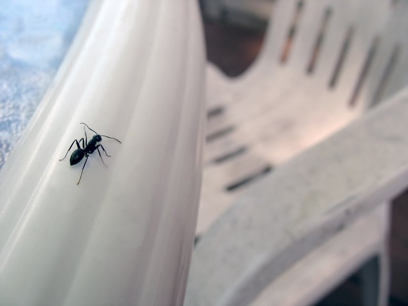 Carpenter Ant