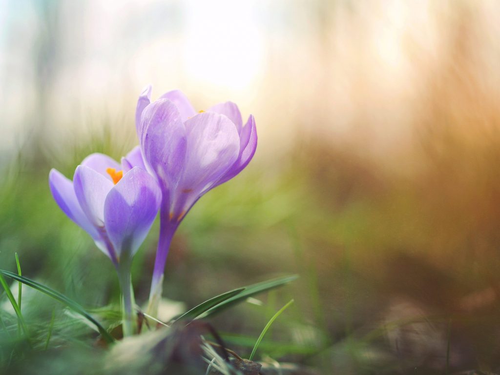 Spring Time AC Tune Up
