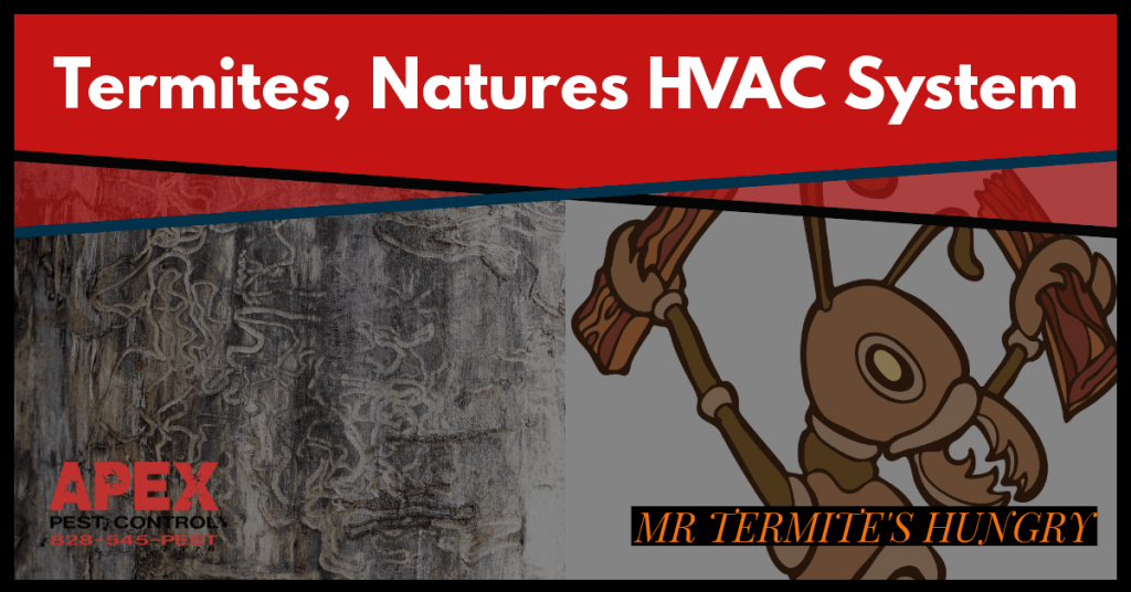 Air Conditioning and Termites