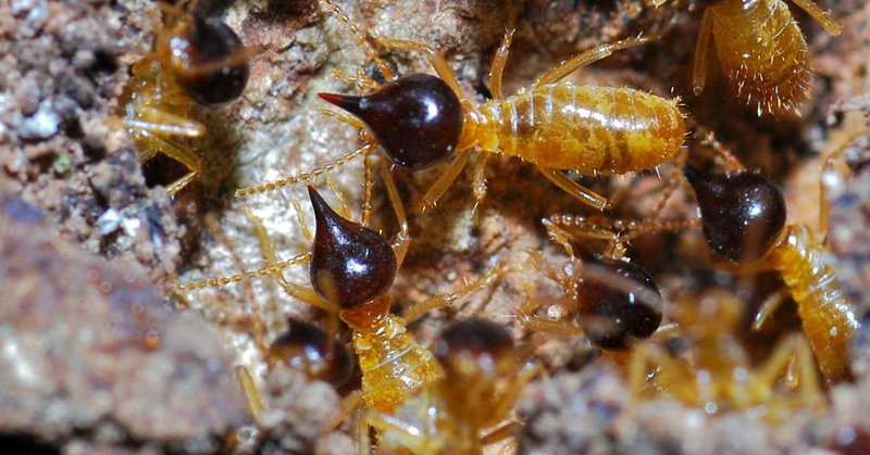 air conditioners and termites