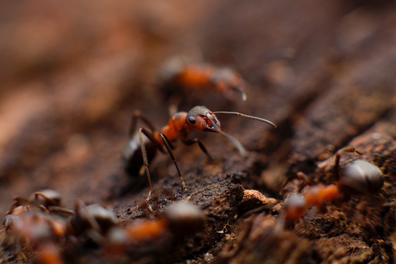 deal with ants fast
