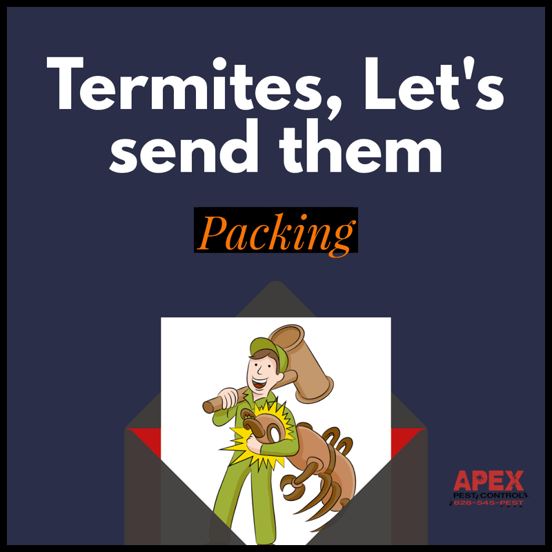 prevent termites
