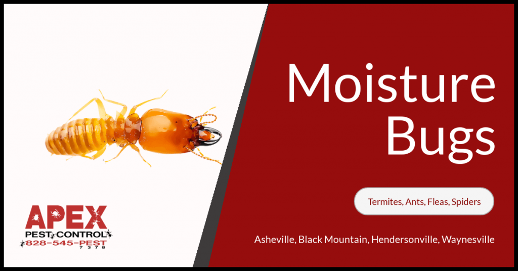 Bugs Attracted to Moisture