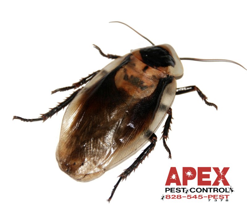 bugs attracted to moisture