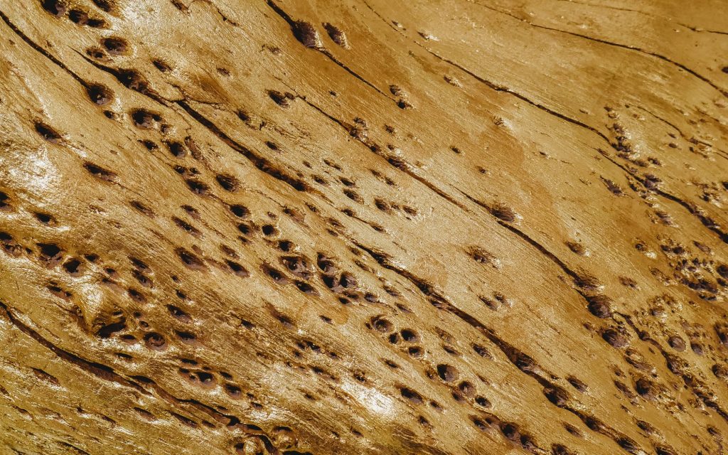 How To Prevent Termites In Your Home