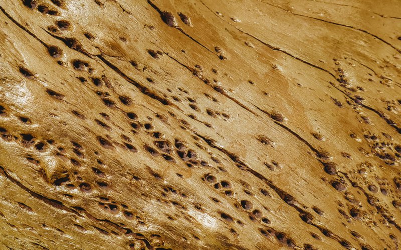 how to prevent termites in your home