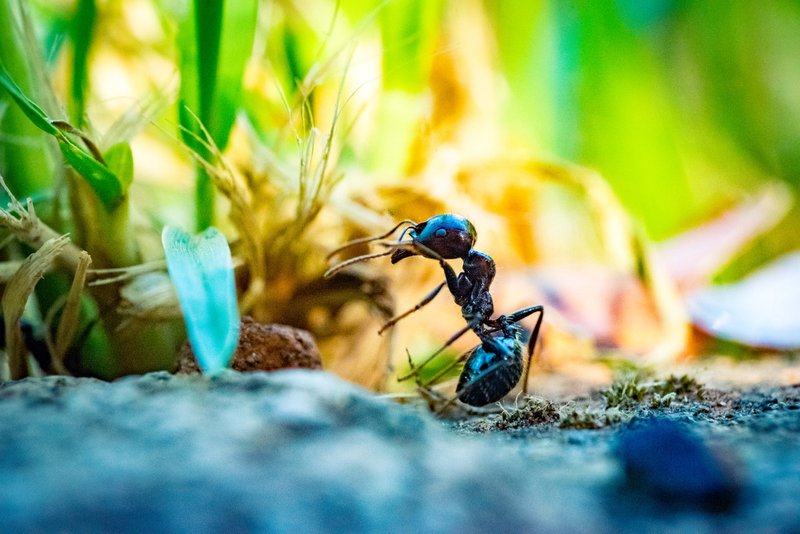 Ant hunting with my macro devices for an epic photo session during the golden hour.Here is a small ant doing its workout.