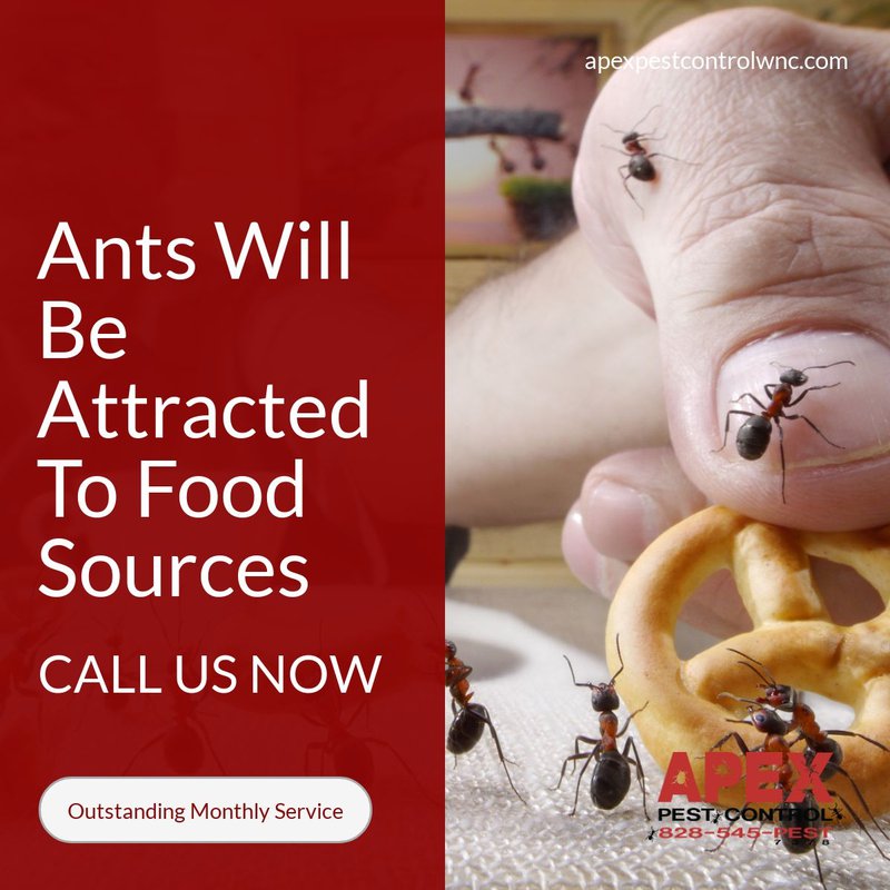 what attracts ants