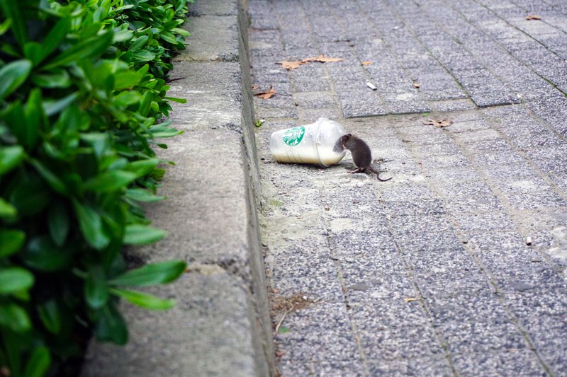 mice infestations