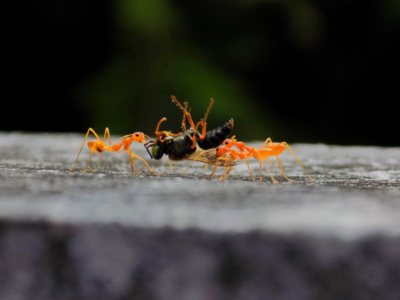 what attracts ants