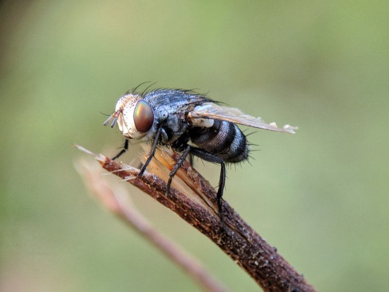 flies in your home