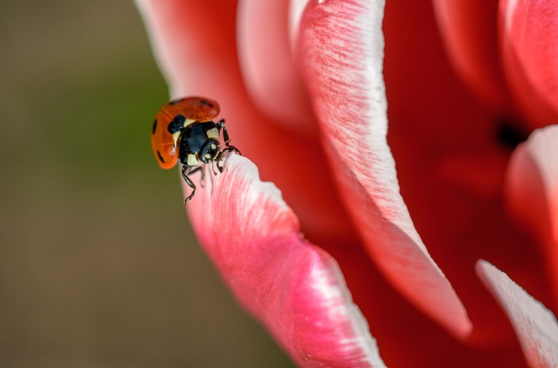 On tulip’s edge - bugs in the fall