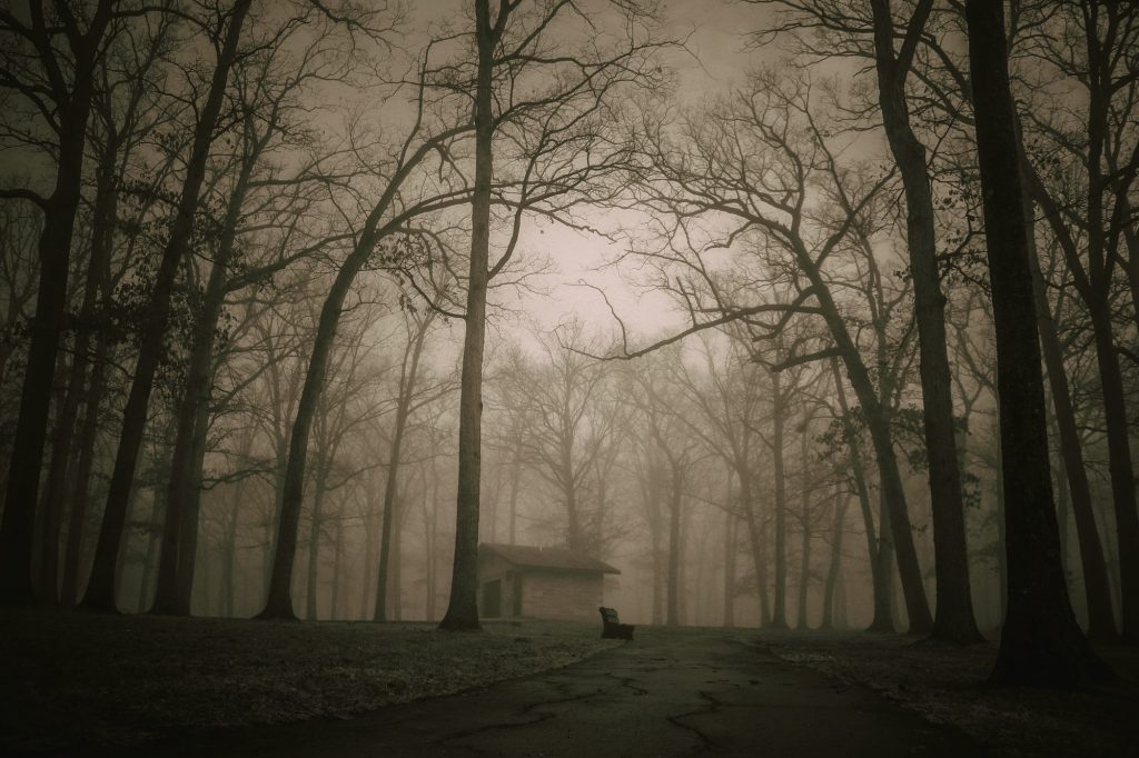 The Darkness Of The Woods - Haunting Mysteries From Around The World