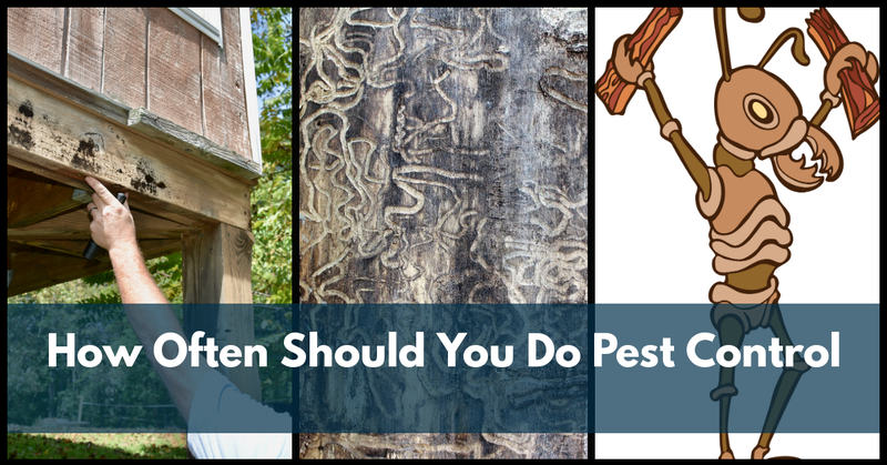 How Often Should You Treat For Pests