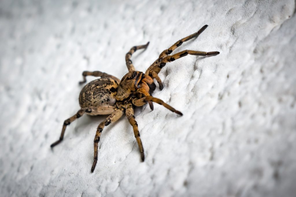 Spider Control - How To Prepare for Winter