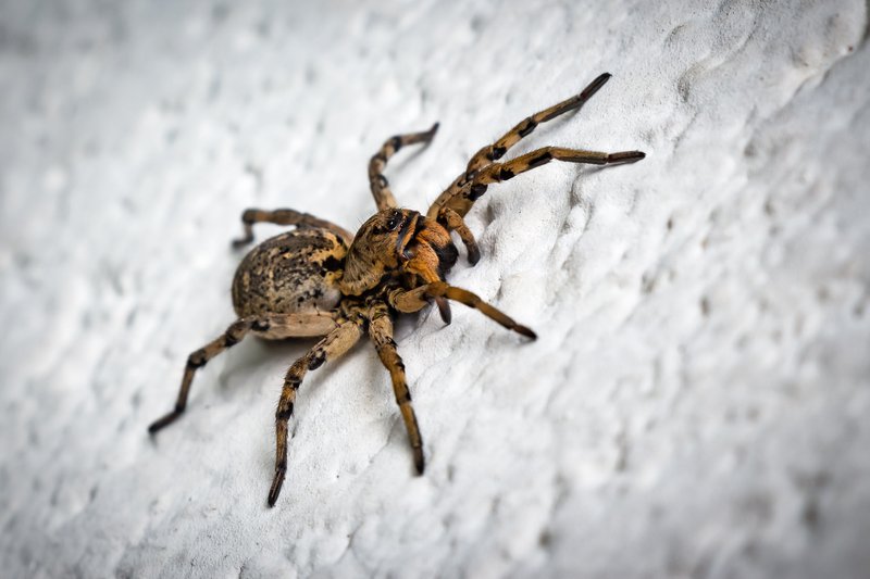 Spider Control