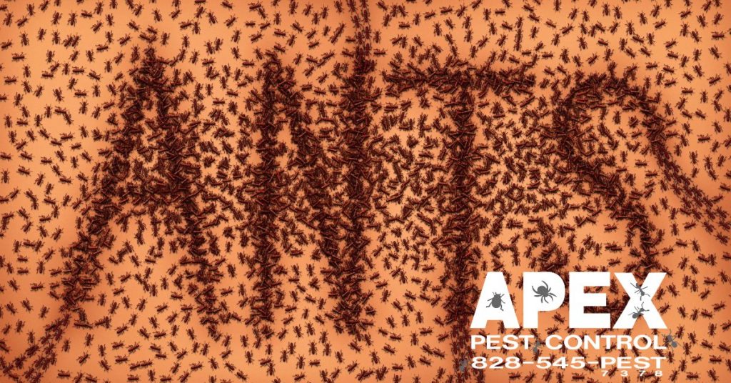 Avoid Pest Infestations With These Simple Prevention Tips