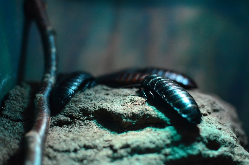 hissing cockroach on rock
