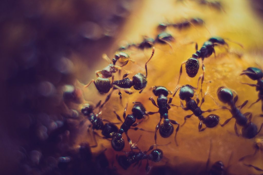 Asheville Free Pest Advisory