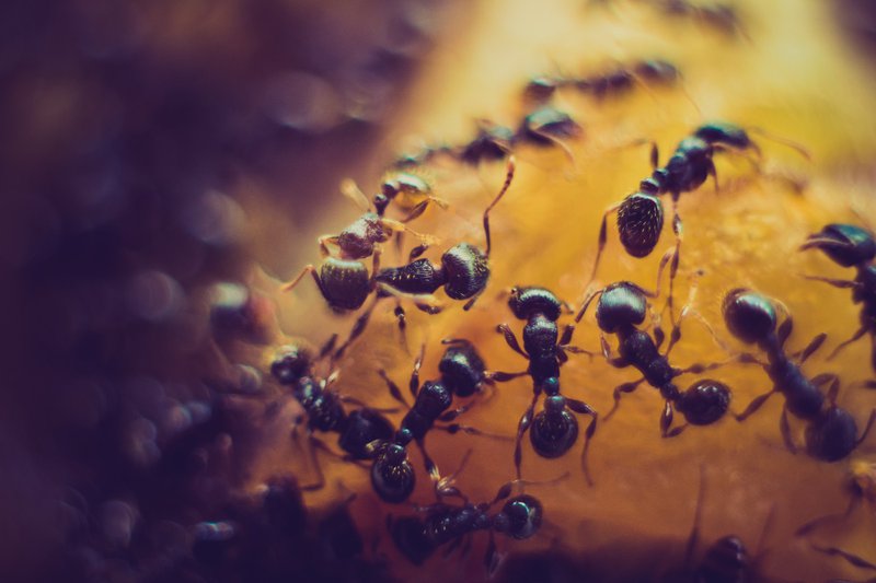asheville pest control