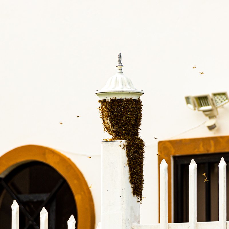 Bees swarmed on gate post. pest infestations