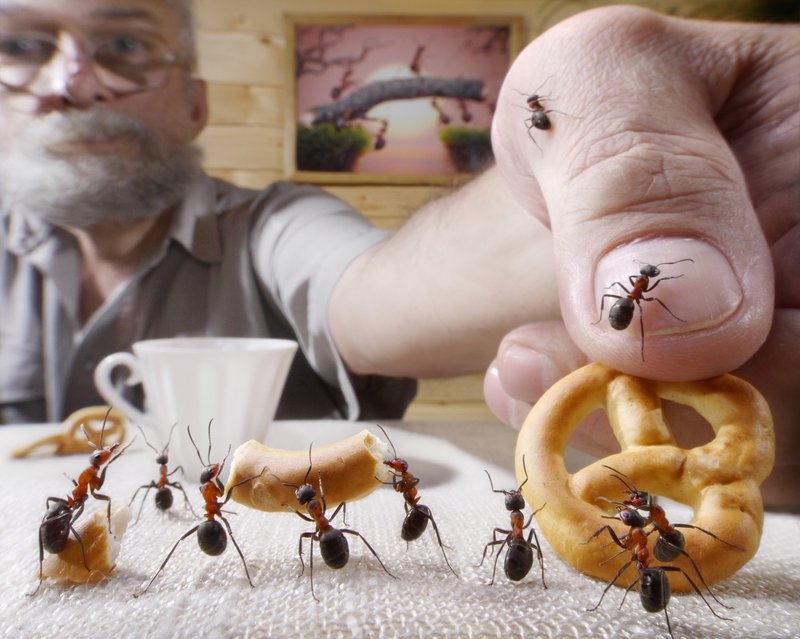 business pest control
