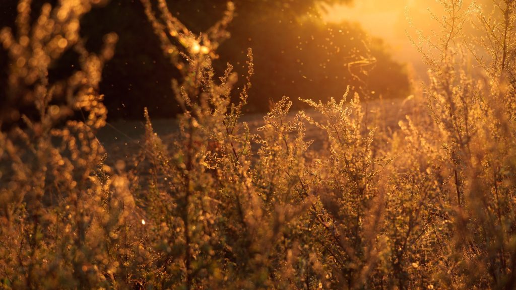 The Benefits Of Air Conditioning For Allergy Sufferers