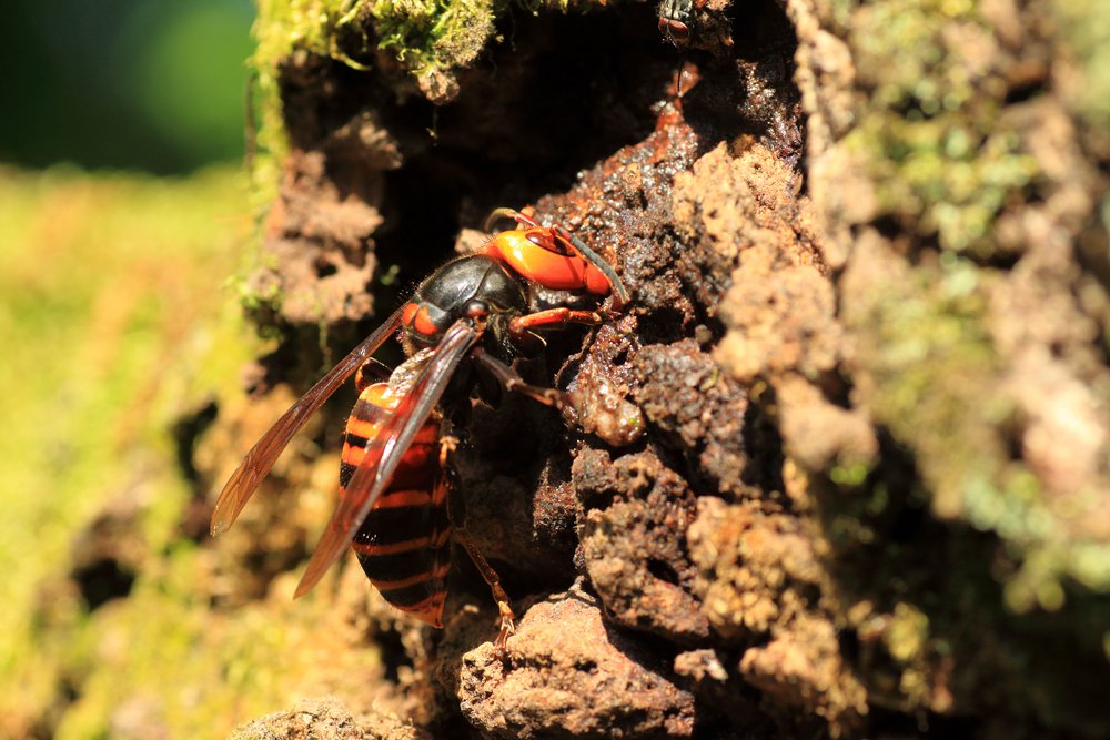 Murder Hornets Are Here and They Kill For Fun