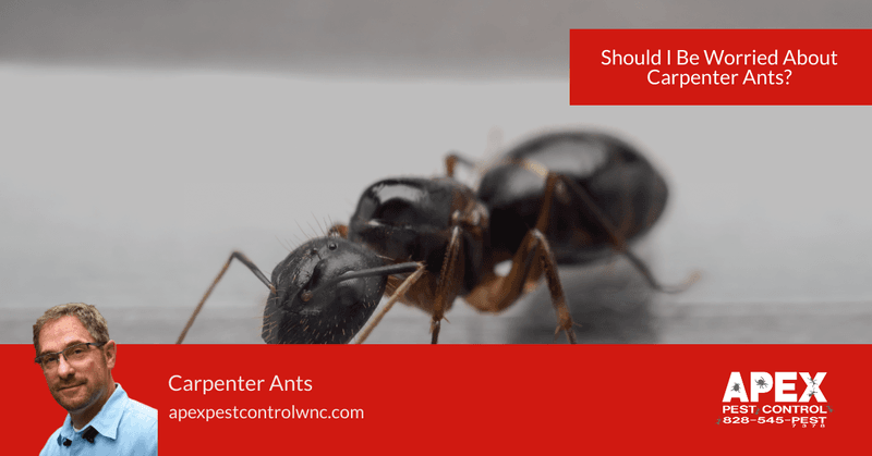 carpenter ant damage