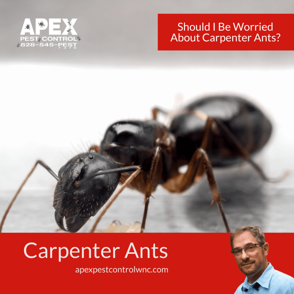 Should I Be Worried About Carpenter Ants?