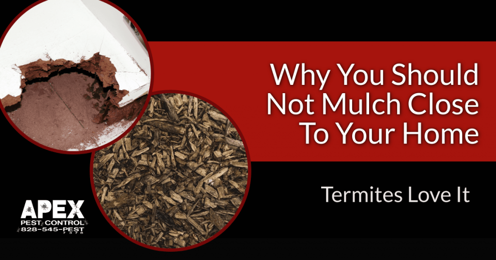 Why Mulch Attracts Termites?