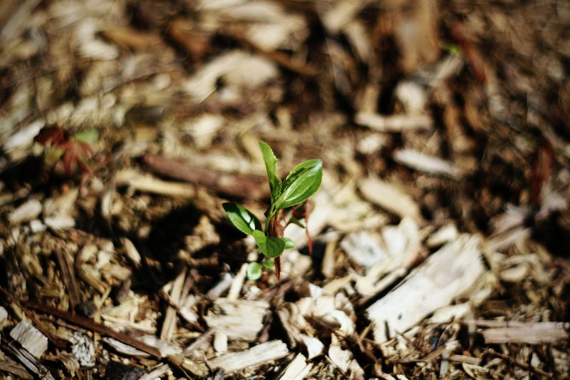 mulch and termites