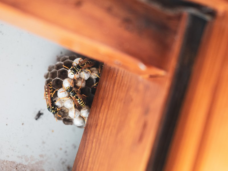 wasp nest removal