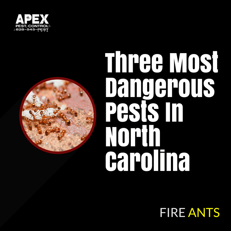 most dangerous pests in north carolina - fireant