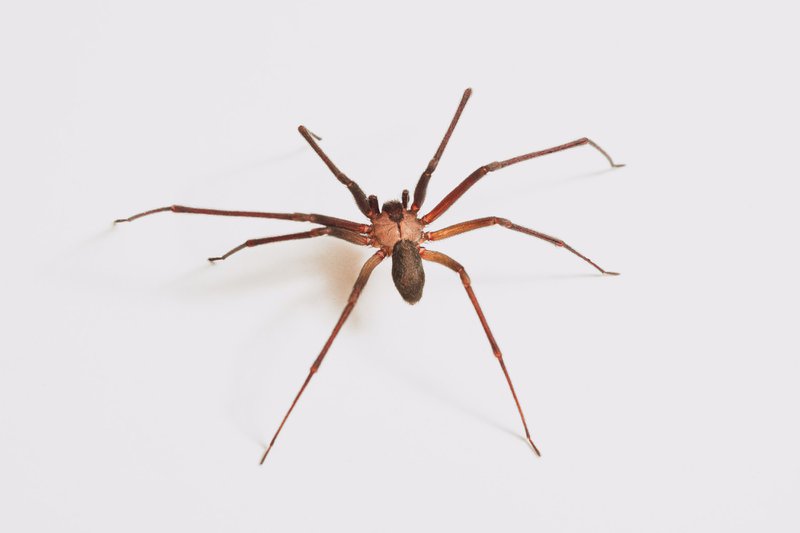 A brown recluse (Loxosceles reclusa). Many other spiders are often misidentified as a brown recluse and killed (I don't condone killing a brown recluse and this one was released after the photoshoot). For those that don't know, this is one of two spiders in the southeast United States whose venom is something to be concerned about  The venom of a brown recluse is a hemotoxin, which means it destroys red blood cells. In some cases, it can cause necrosis (rotting) flesh and systemic infections. They are normally docile - so it is something to be respected but not afraid of.