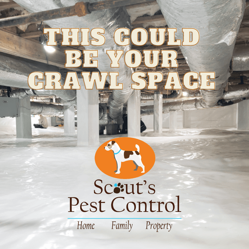 fall pest control - crawl space encapsulation